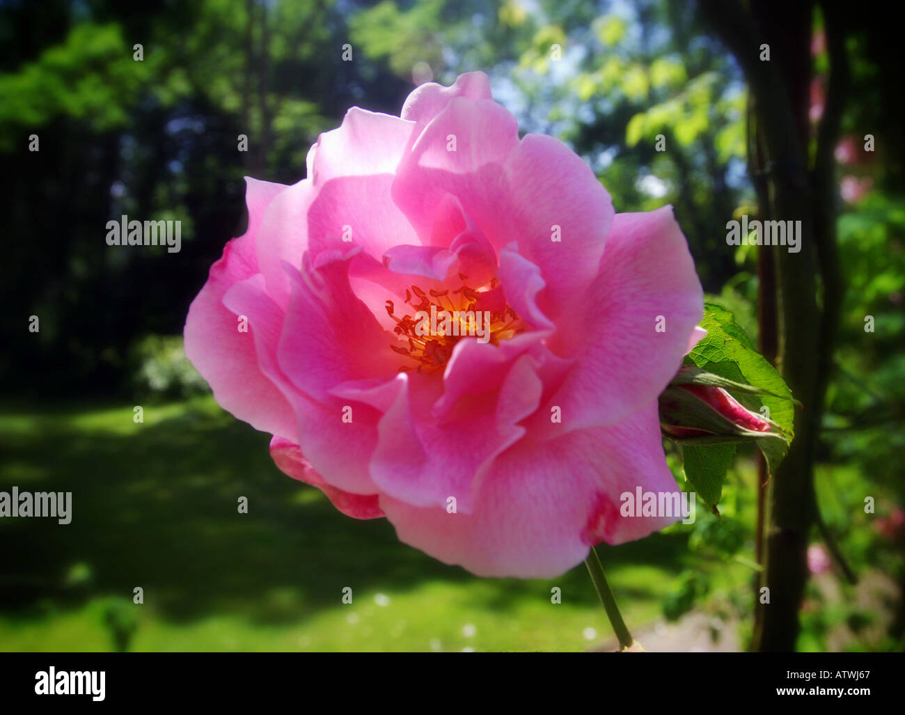 Schöne rosa Rose-Irland Stockfoto