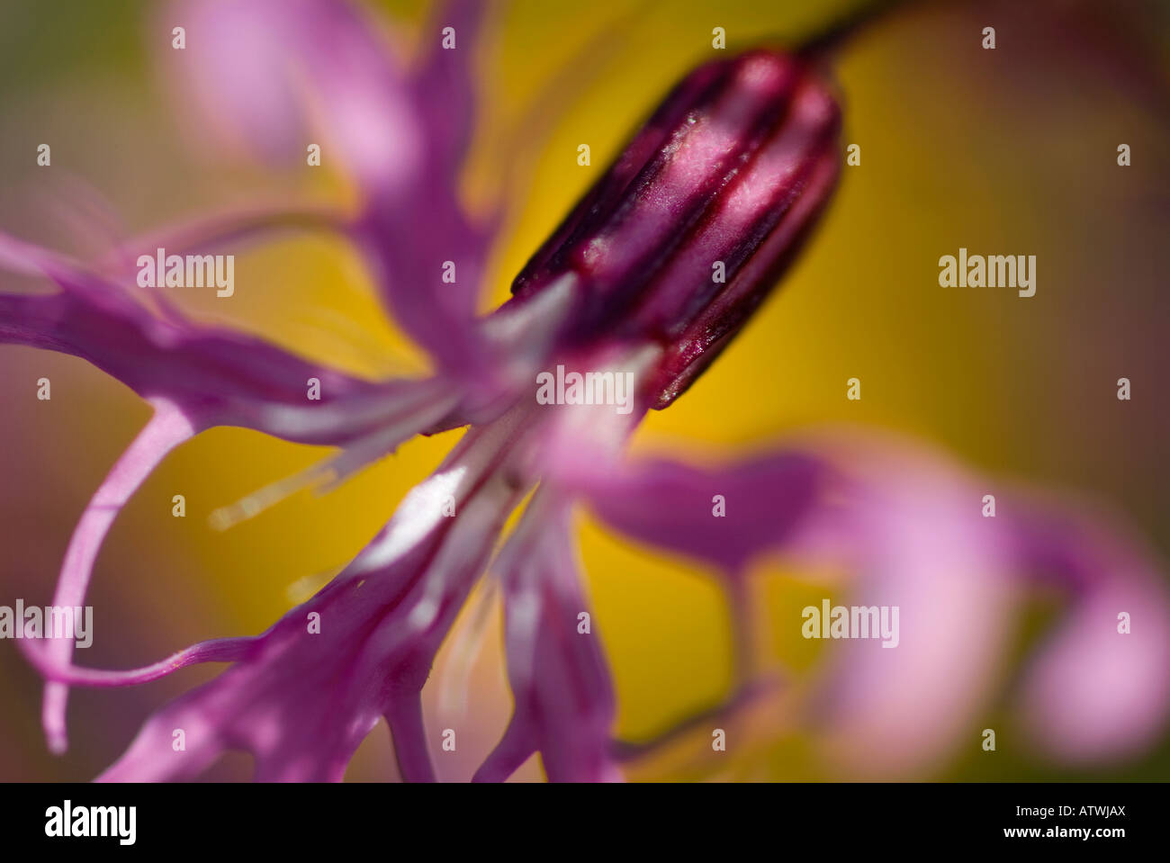 Nahaufnahme einer Ragged Robin Blume Stockfoto