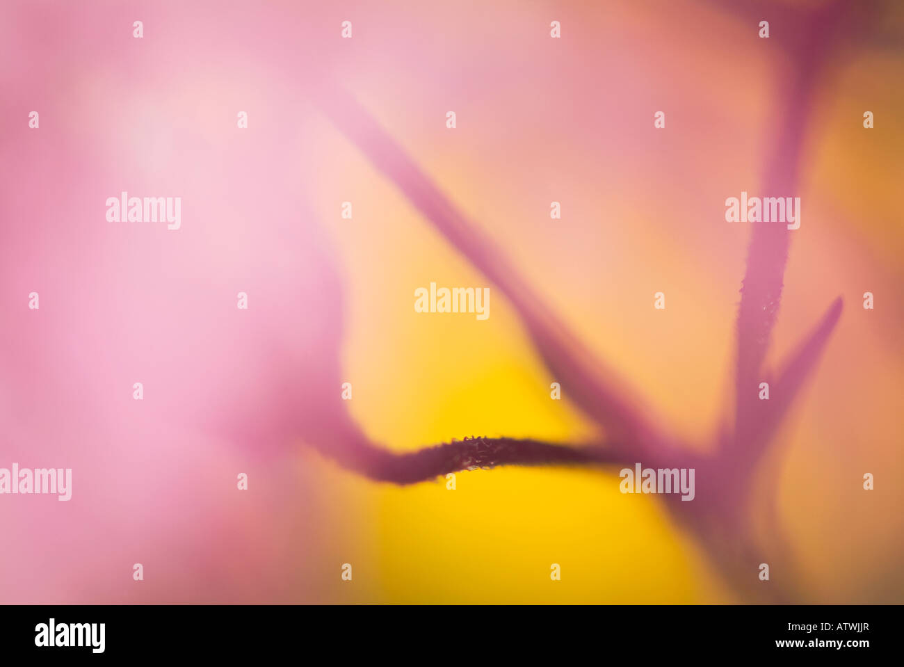 Nahaufnahme einer Ragged Robin Blume Stockfoto
