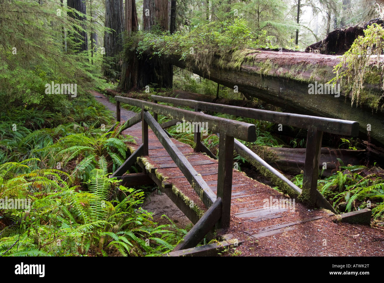 Boy Scout Tree Trail im Jedediah Smith Redwoods State Park, Kalifornien. Stockfoto