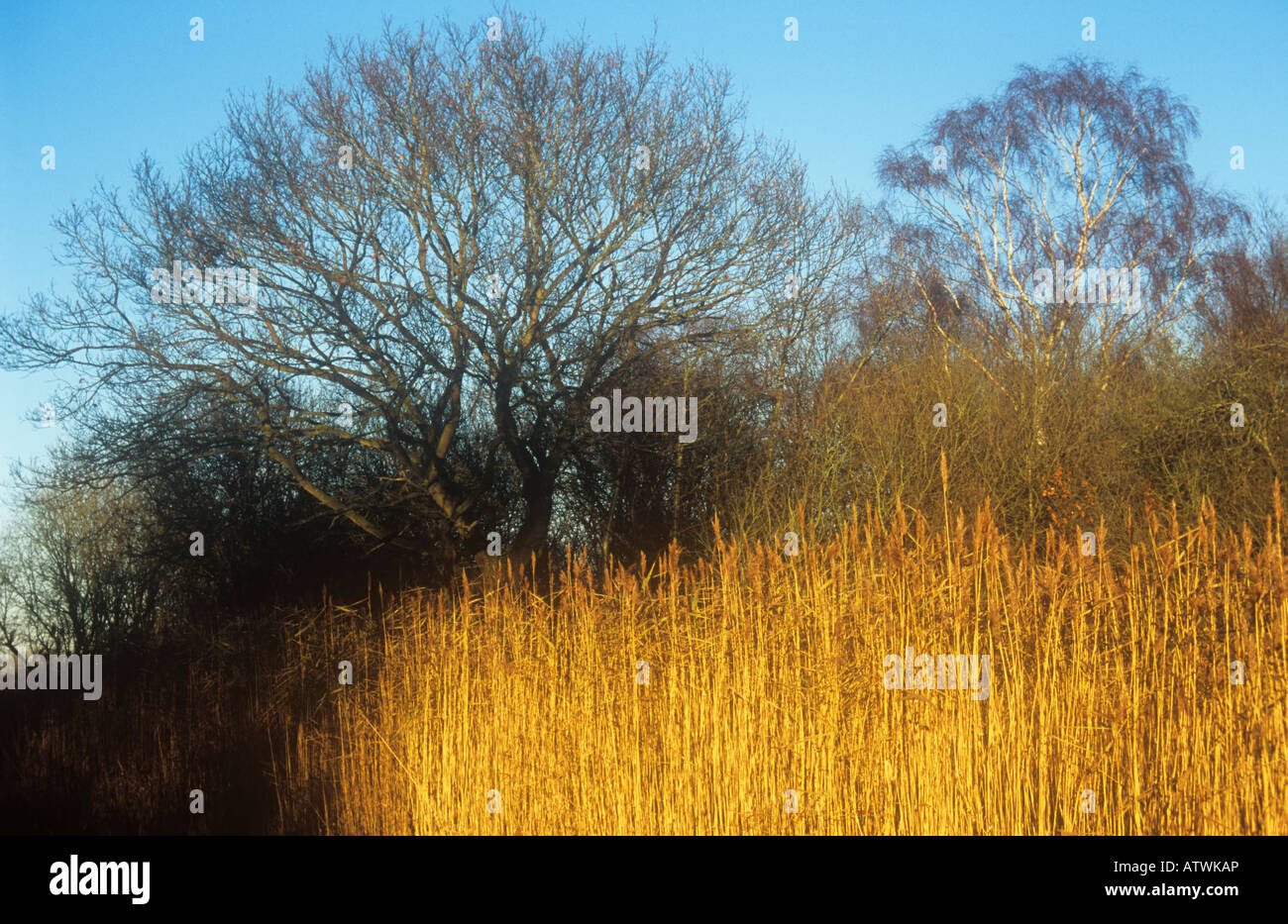 Norfolk Broads Szene im warmen Licht des goldenen gemeinsamen Schilf Winter und nackten englische Eiche Ziege Weiden und Birken Silber Stockfoto