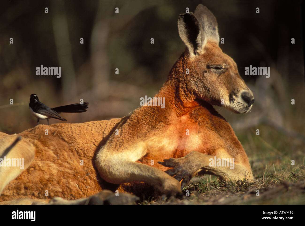 Red Kangaroo Macropus Rufus Männchen mit Willie Wagtail auf Rückseite Stockfoto