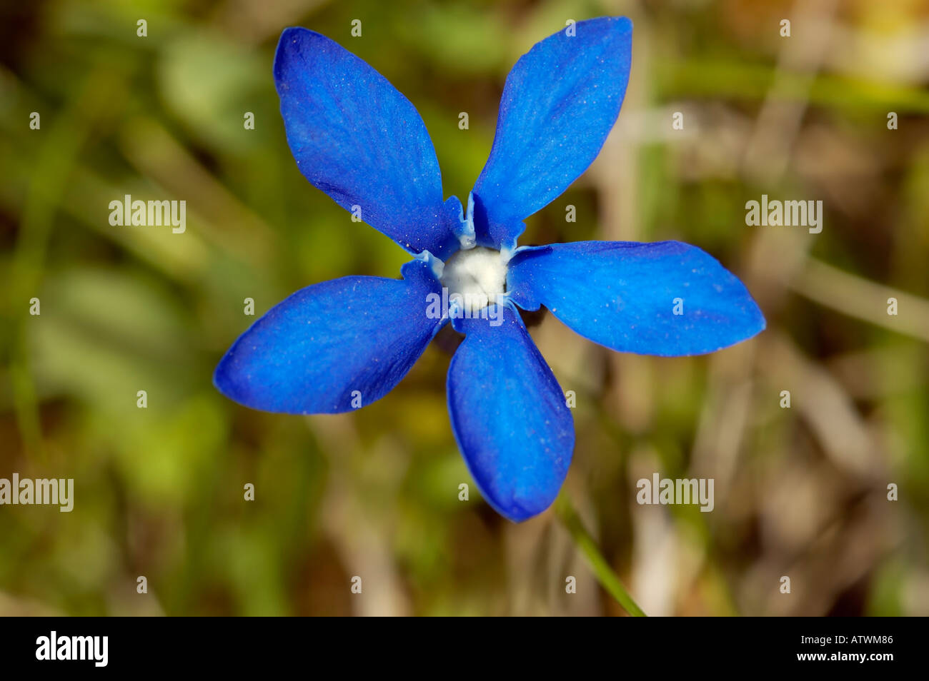 Kurze rotblättrige Enzian Gentiana brachphylla Stockfoto