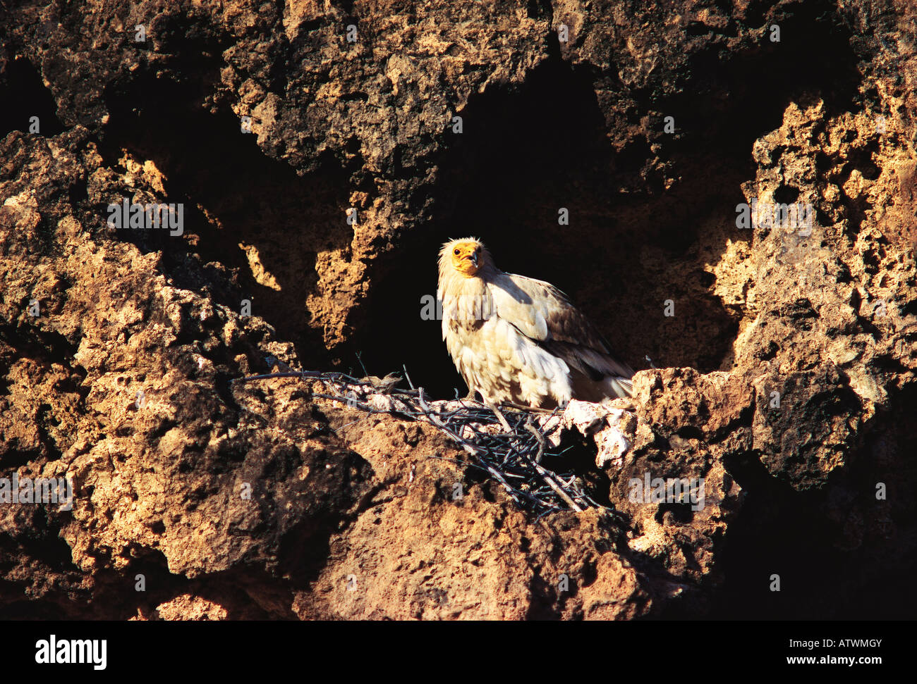 Ägyptischer Geier NEOPHRON PERCNOPTERUS auf ein Nest in Klippe Sibiloi-Nationalpark Nord Kenia in Ostafrika Stockfoto