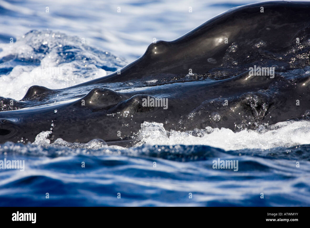 Einen genauen Blick auf die Beule wie Knöpfe, bekannt als Tuberkel, oben auf den Kopf eines Buckelwal Impressionen Novaeangliae. Stockfoto
