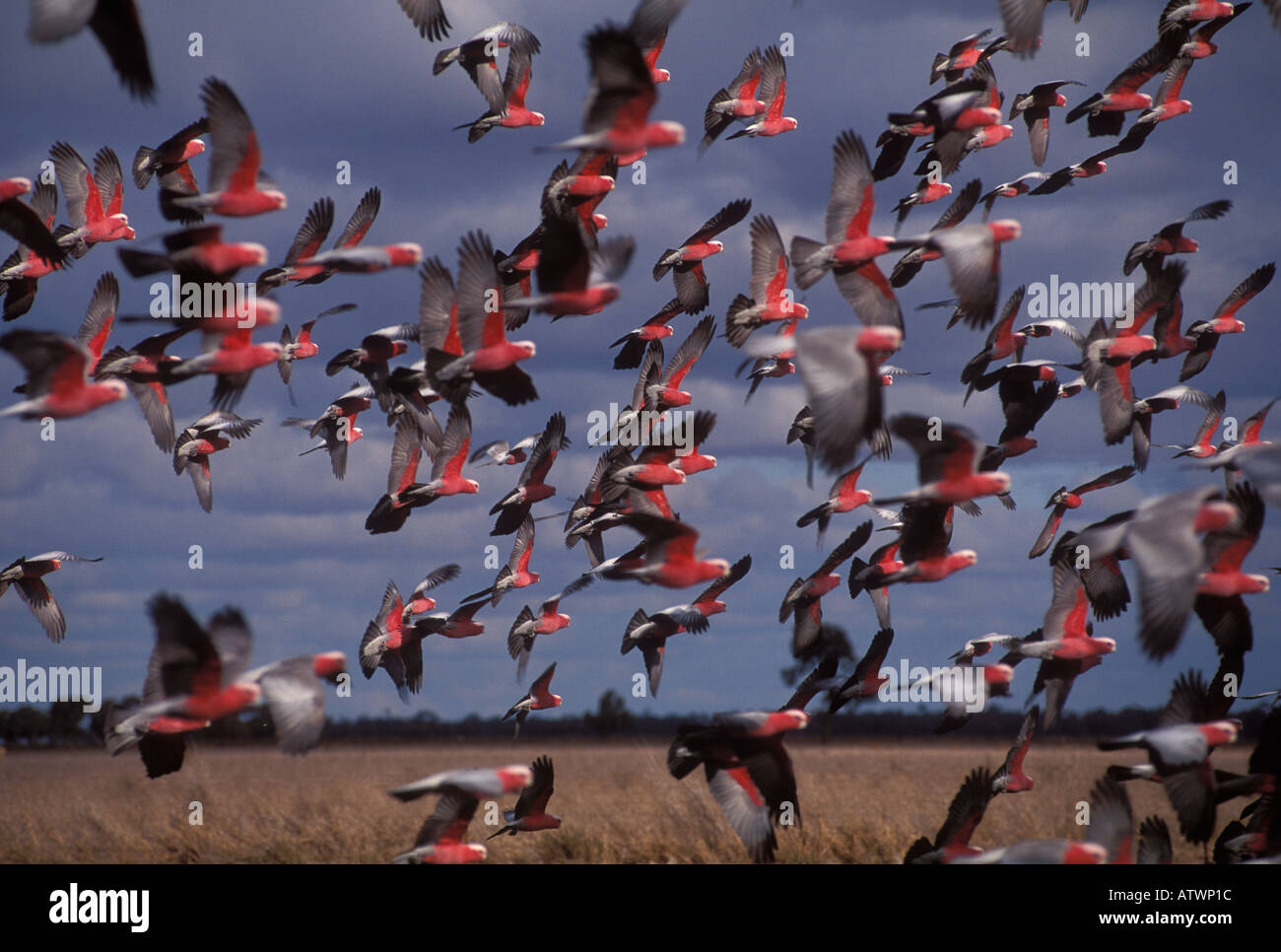 Rosakakadu Cacatua Roseicapilla Herde im Flug Stockfoto