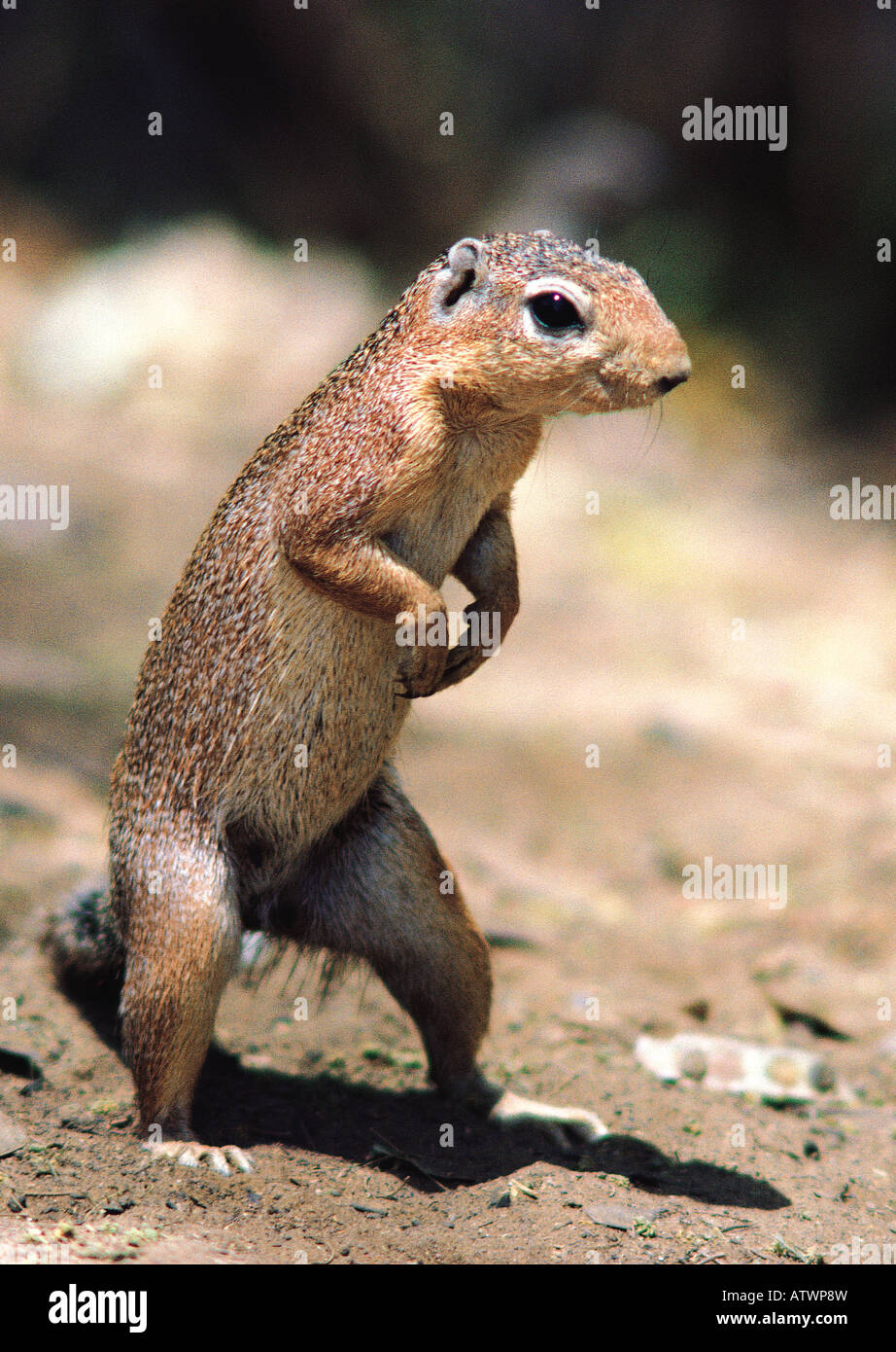 Ungestreifte Grundeichhörnchen XERUS RUTILUS Samburu National Reserve Kenia in Ostafrika Stockfoto