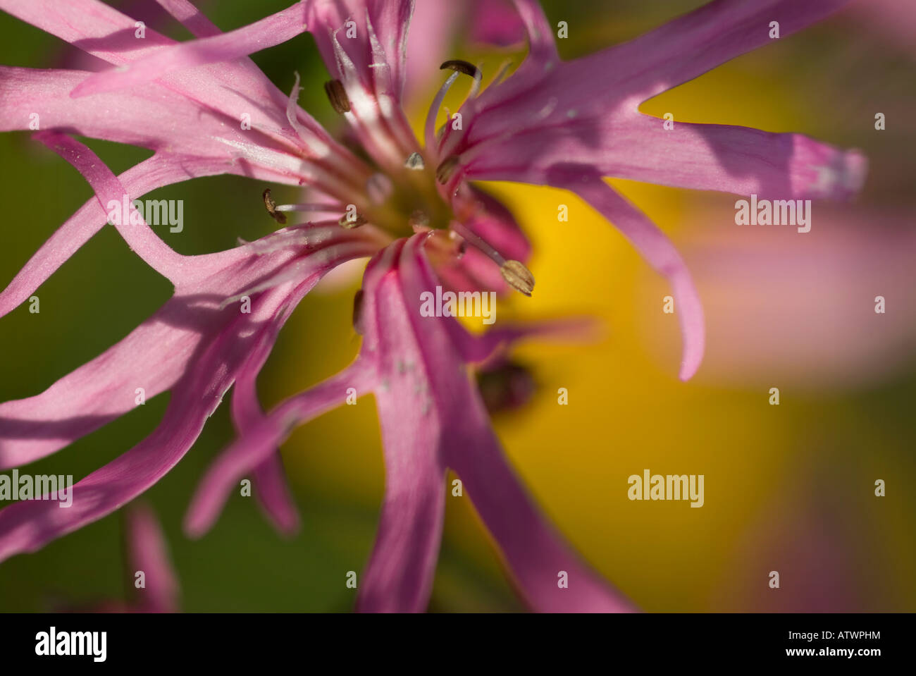 Nahaufnahme einer Ragged Robin Blume Stockfoto