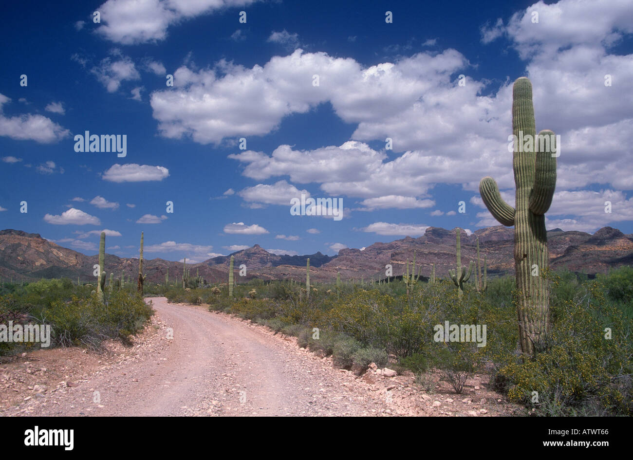 Ein steiniger Weg, Organ Pipe Cactus National Monument, Arizona. USA Stockfoto