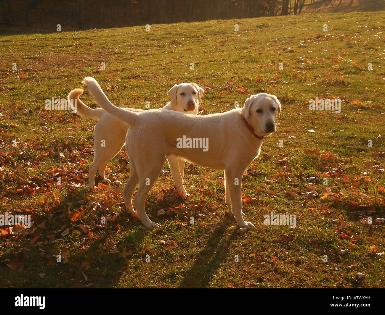 AJD59726, Hunde, anatolischen Hirten, Blue Ridge Parkway, Virginia, VA Stockfoto