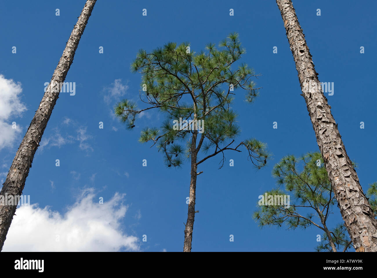 Blick hinauf auf die native Florida Slash Kiefernwald Stockfoto