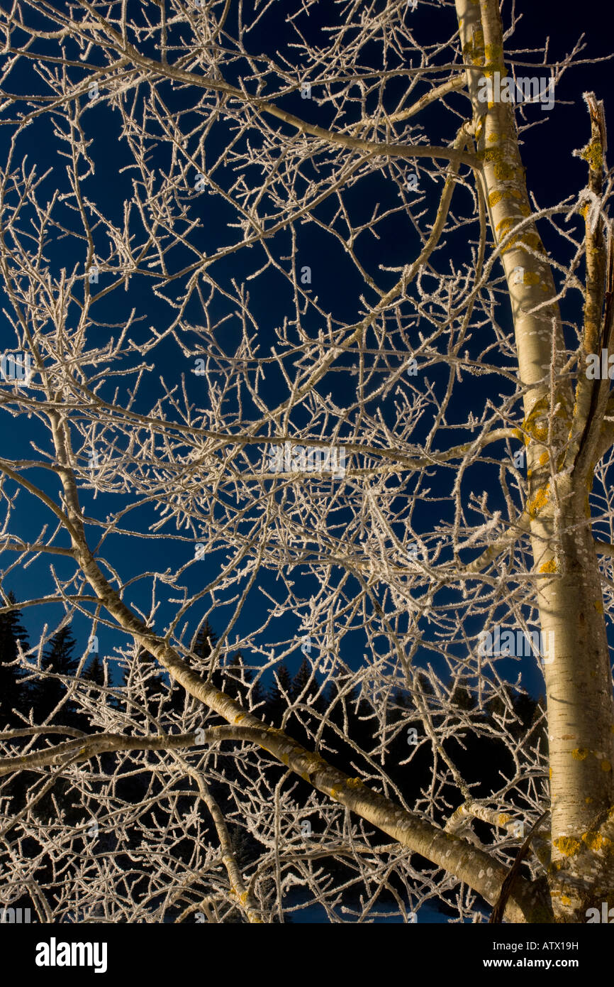 Wilde Aspen (Populus Tremula) bedeckt mit Raureif, mitten im Jura, Frankreich Stockfoto