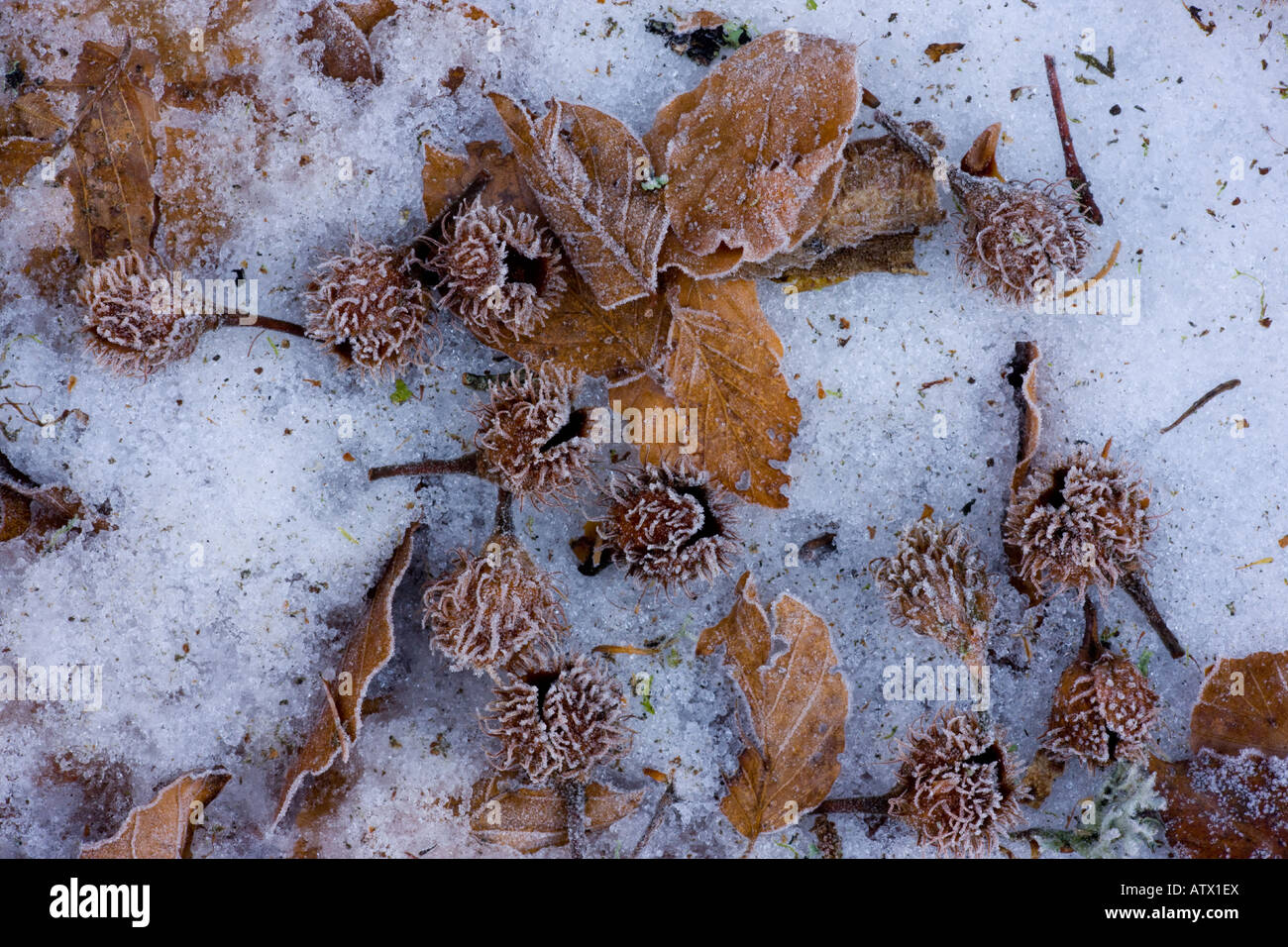 Beechwood Waldboden im Winter mit gefallenen Buche mast Stockfoto