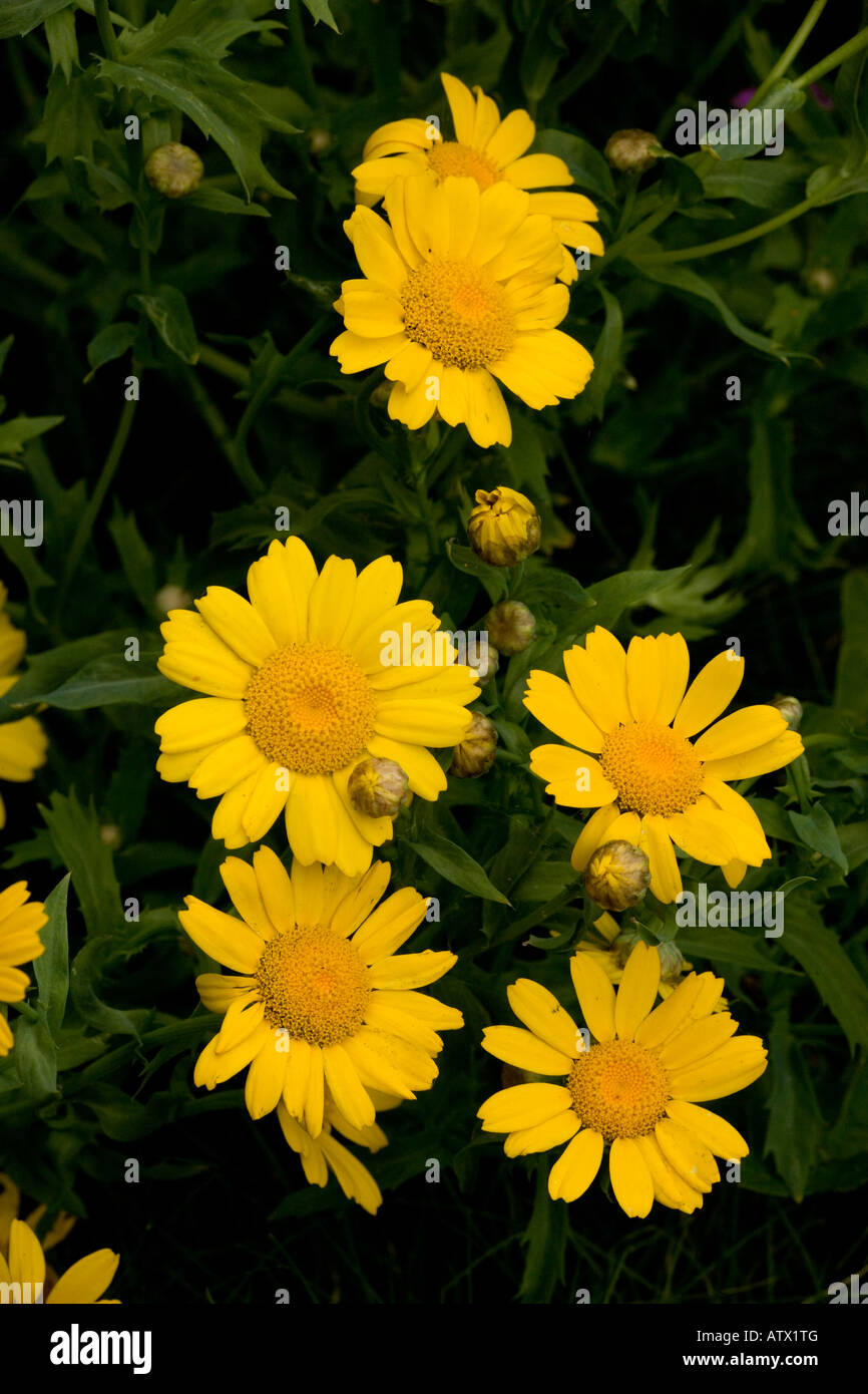 Mais Ringelblume Chrysanthemum Segetum seltene Maisfeld Unkraut in UK Stockfoto