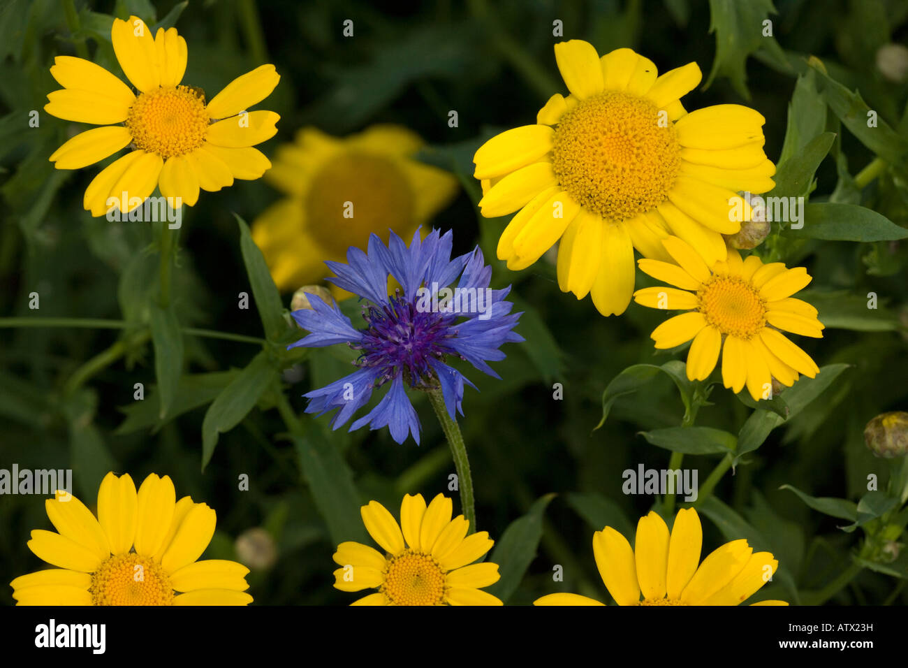 Mais Ringelblume Chrysanthemum Segetum seltene Maisfeld Unkraut in UK Stockfoto