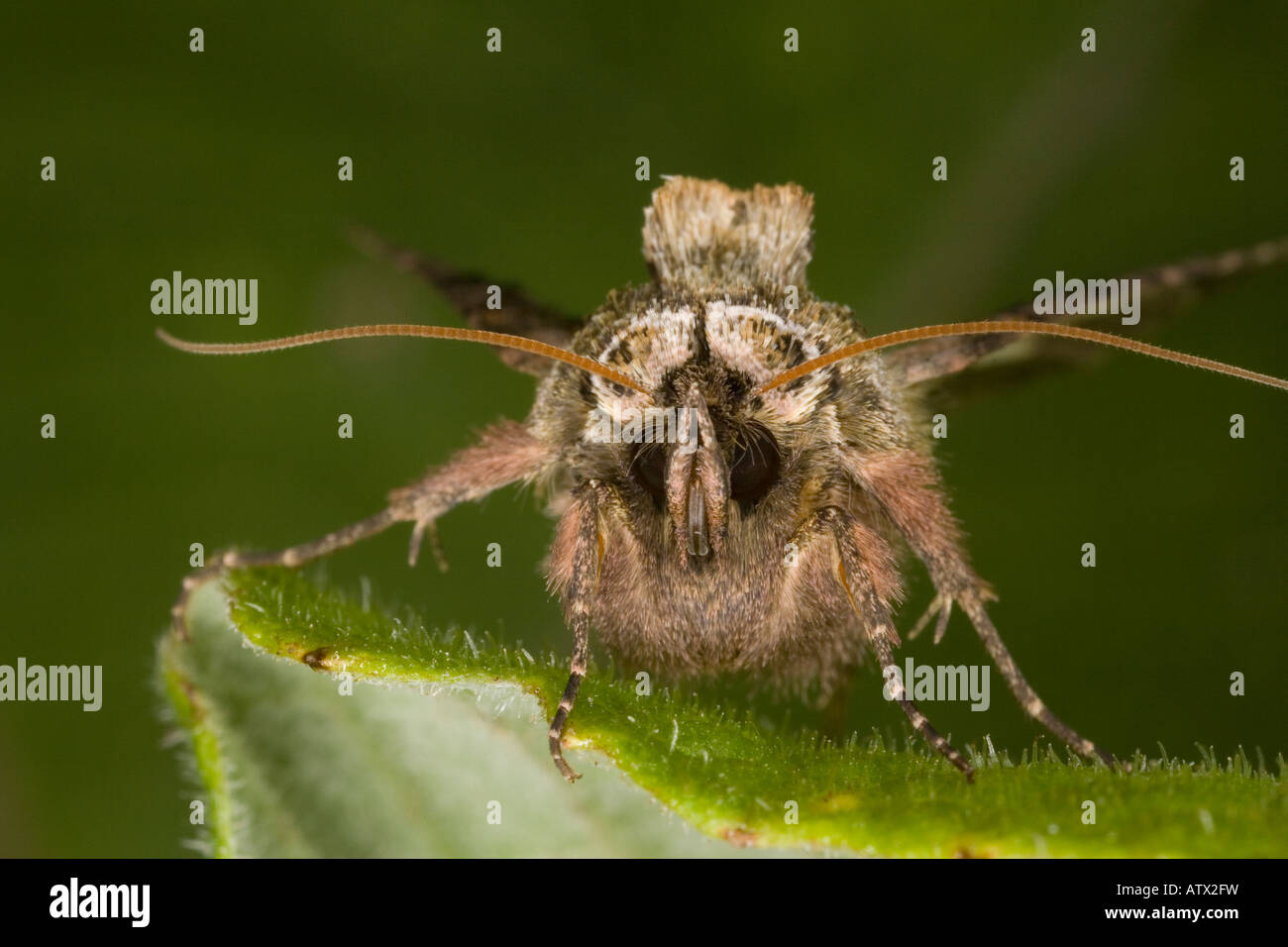 Spektakel Moth Abrostola Triplasia aussieht, als ob es trägt Brille Dorset Stockfoto