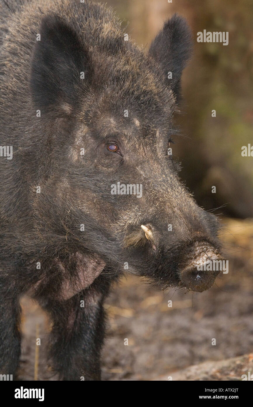Wildschwein Sus Scrofa eingebürgert in UK Stockfoto
