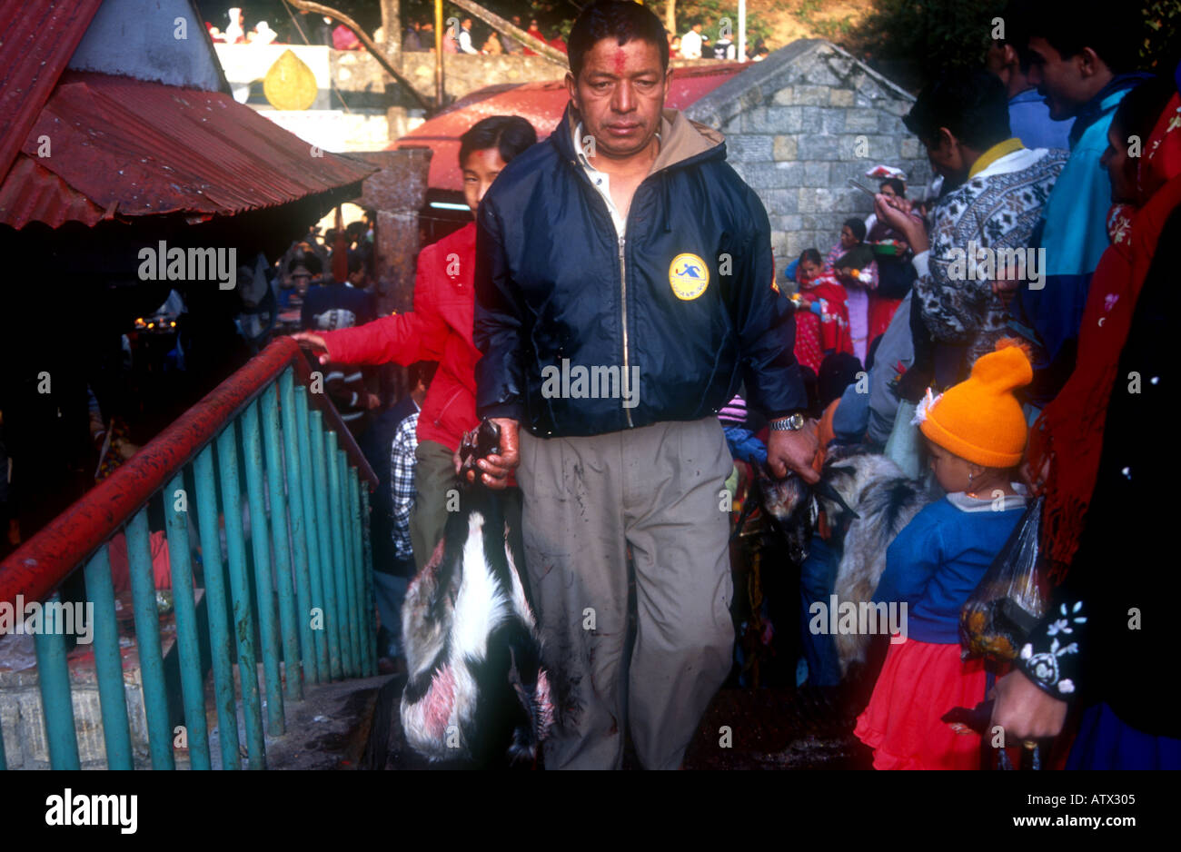 BUFFALO DASINKALI OPFER KHATMANDU TAL NEPAL JEDE WOCHE TAUSENDE VON ZIEGEN UND HÜHNER WERDEN IN DIESEM KLEINEN TEMPEL, KALI DIE HINDUISTISCHE GÖTTIN DER ZERSTÖRUNG PH DAN WEIß ZU BESCHWICHTIGEN GEOPFERT Stockfoto