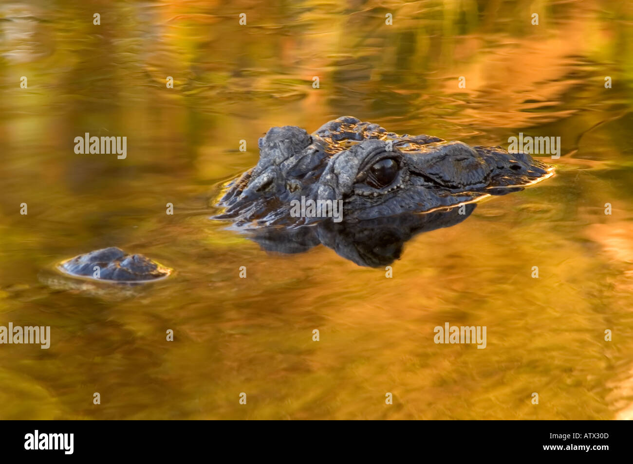 Alligator in goldenes Licht bei Sonnenuntergang Stockfoto