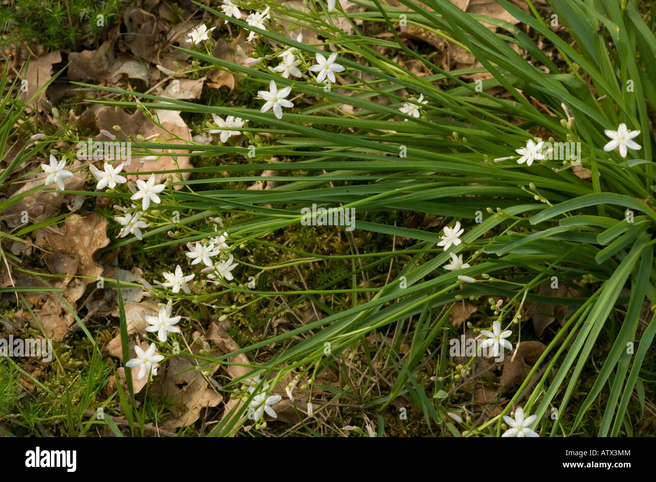 Kerry Lily, Simethis planifolia (Simethis mattiazzii) sehr seltene Pflanze in Großbritannien und Irland Stockfoto