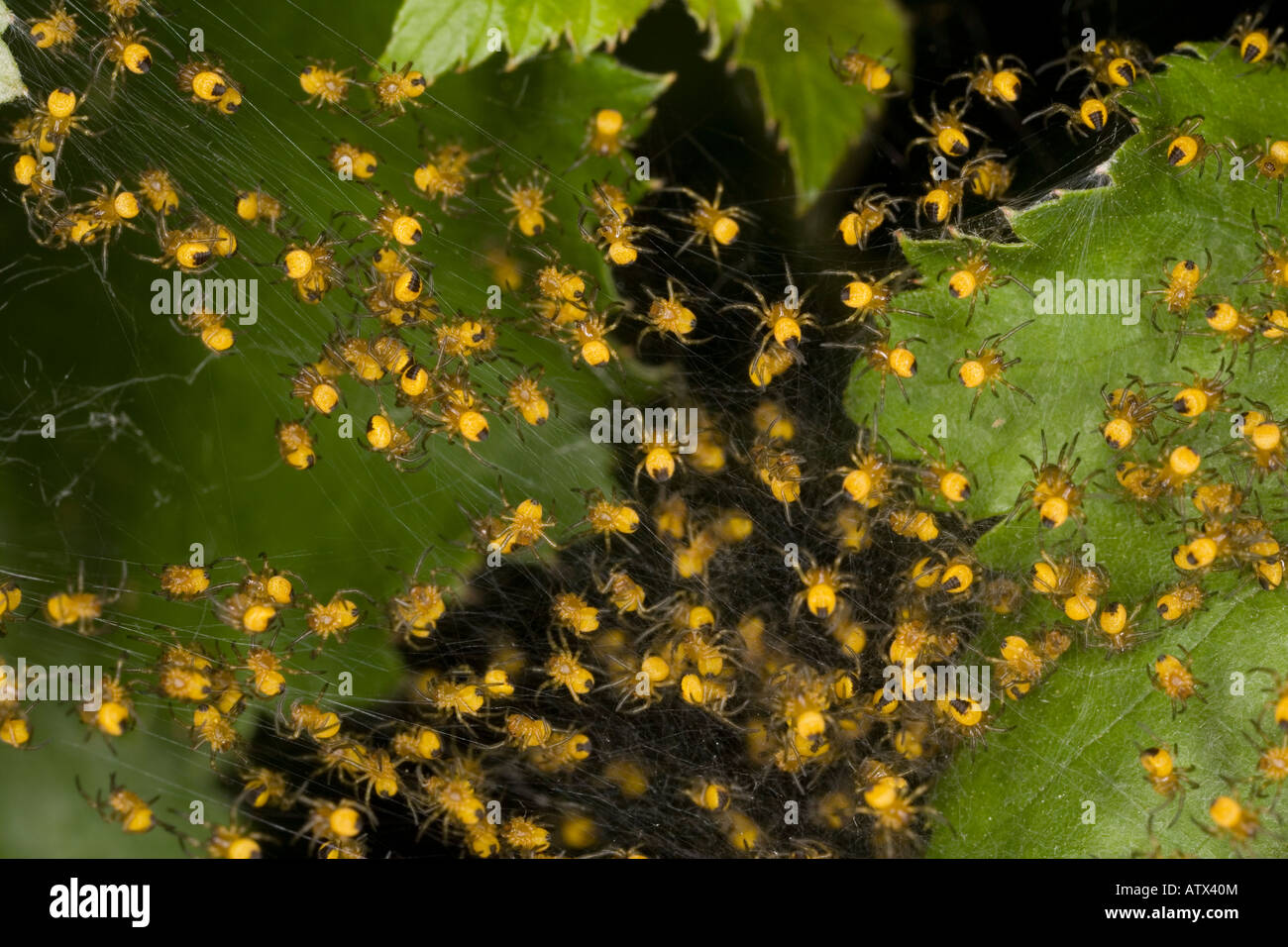 Junge Jungspinnen der Kreuzspinne Araneus Diadematus normalerweise gruppiert aber ausbreiten, wenn Sie bedroht Stockfoto