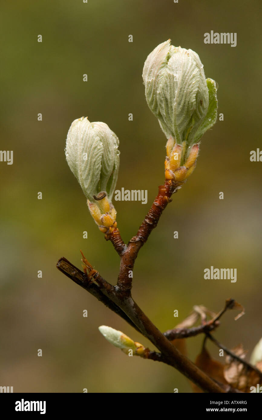 Mehlbeere (Sorbus Aria) verlässt unfurling im Frühjahr, Nahaufnahme Stockfoto