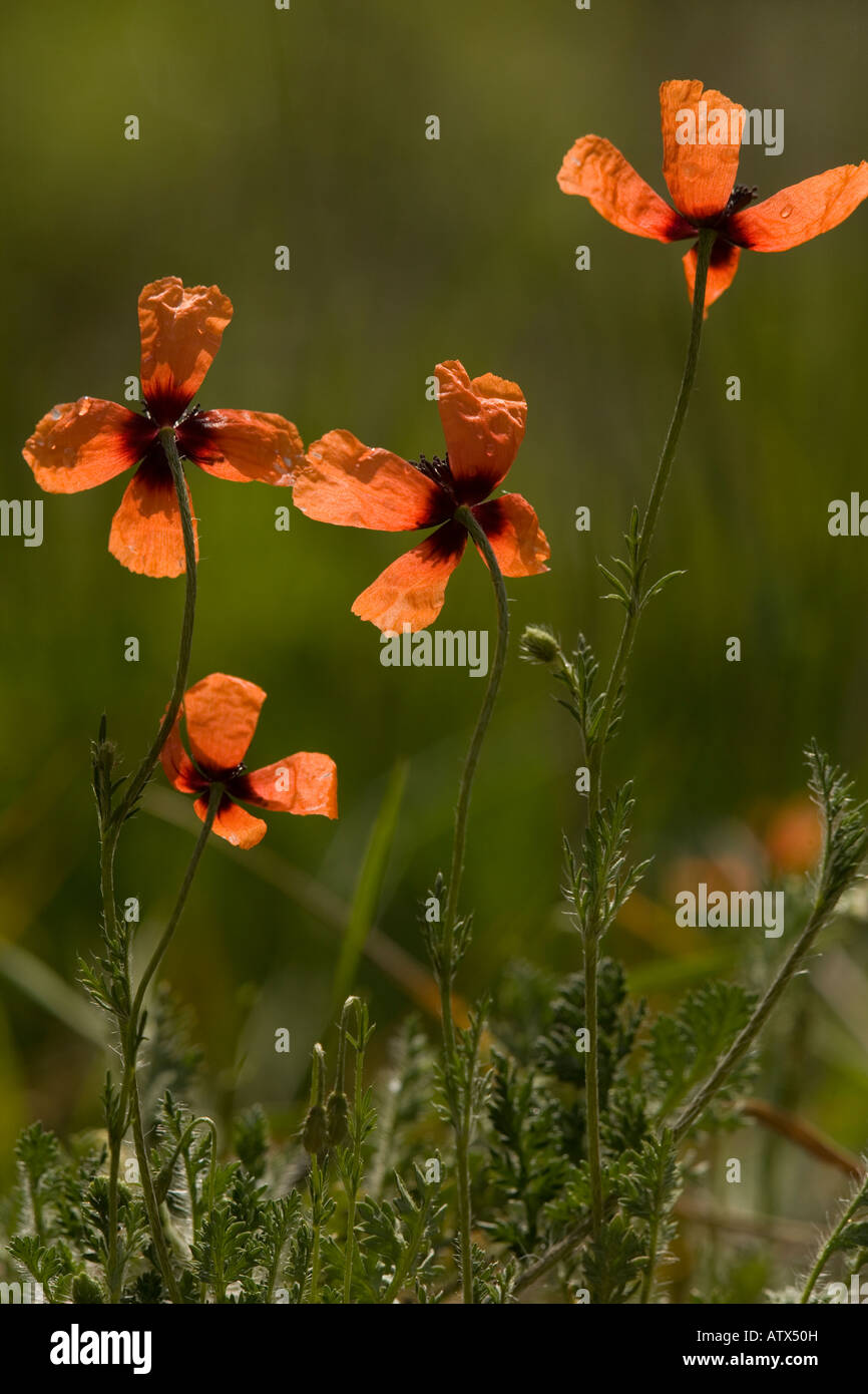 Stachelige Mohnblume Papaver Argemone in seltenen Acker-Unkraut Blume im Königreich Stockfoto