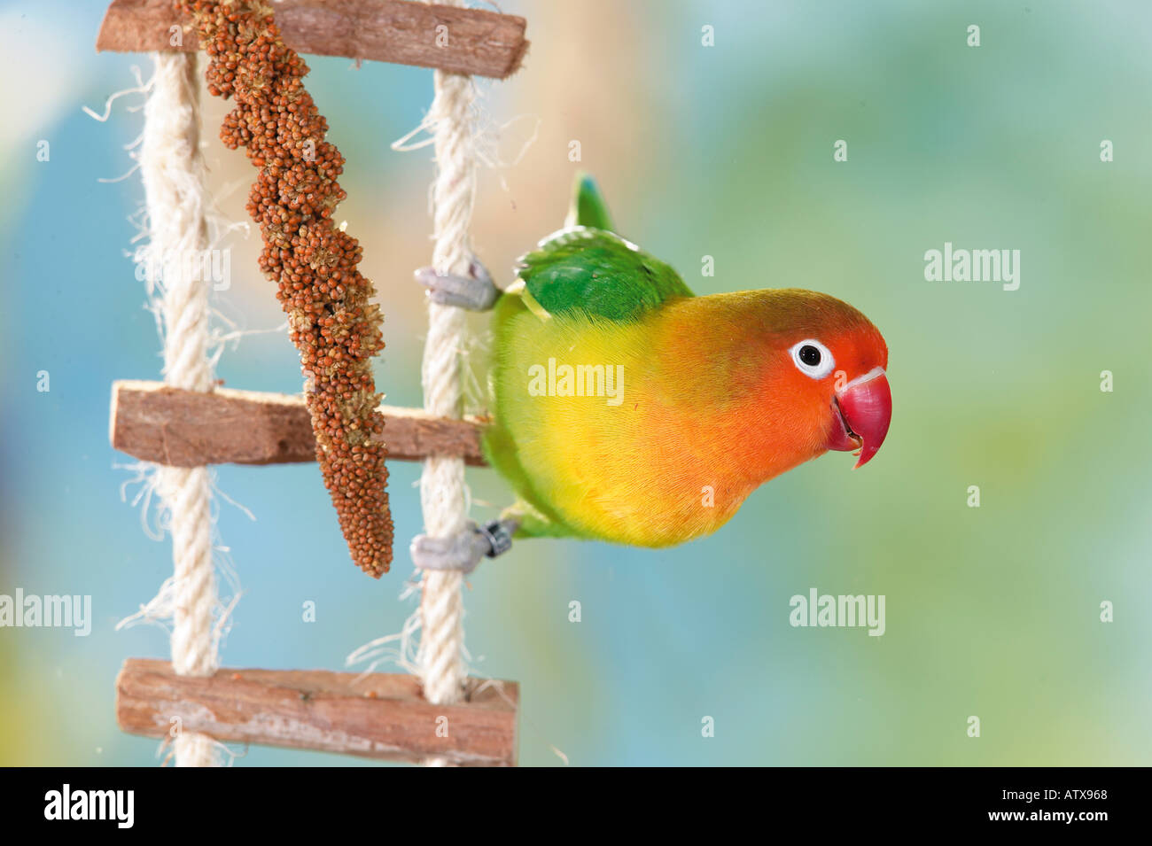 FFischers Lovebird (Agapornis fischeri) auf einer Leiter Stockfoto