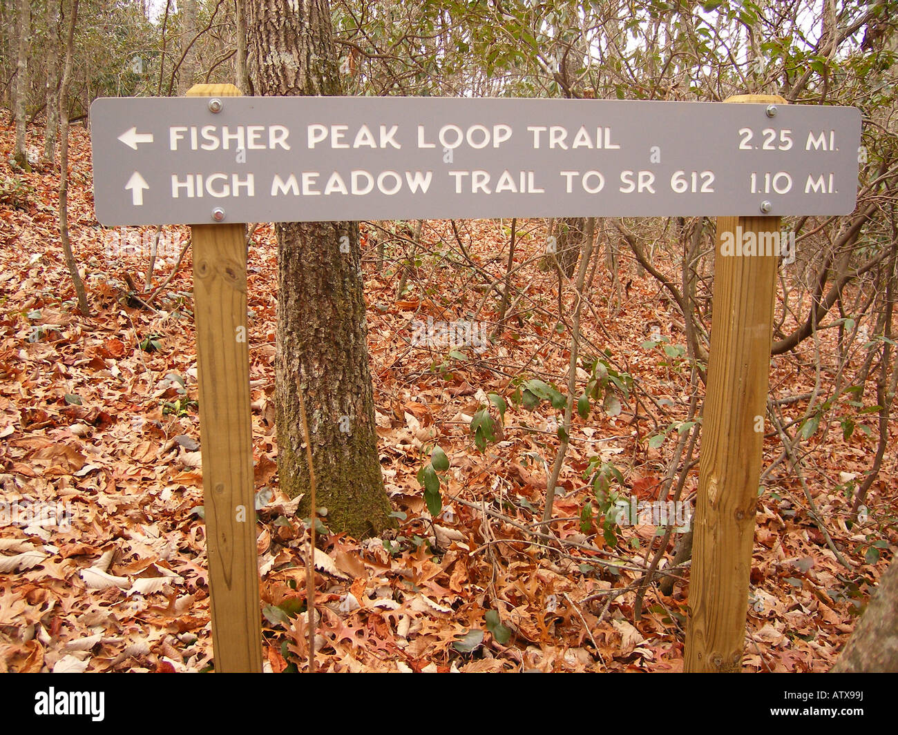 AJD59754, Fisher Peak Rundwanderweg, Blue Ridge Parkway, Galax, Virginia, VA Stockfoto