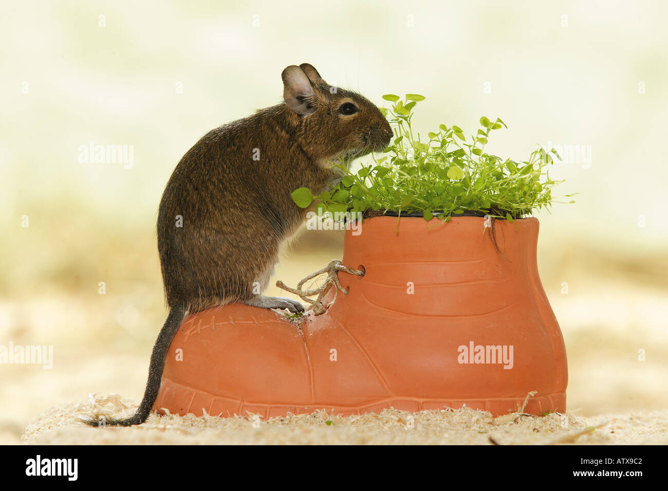 Degu auf Schuh mit Anlage / Octodon spp. Stockfoto