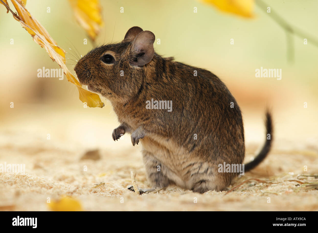Degu standing hind legs -Fotos und -Bildmaterial in hoher Auflösung – Alamy