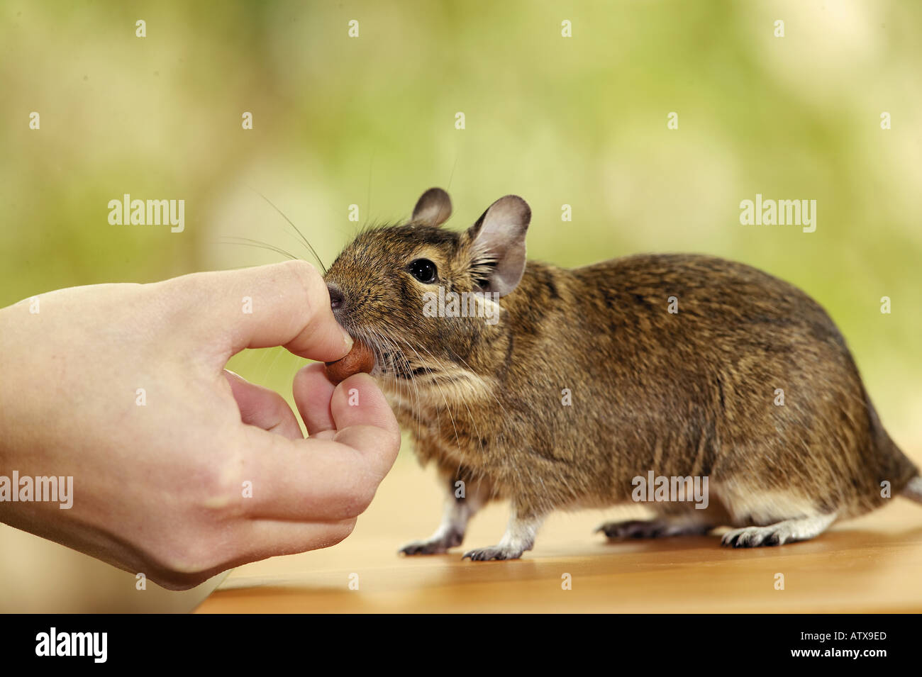 Degu Essen von Hand / Octodon spp. Stockfoto