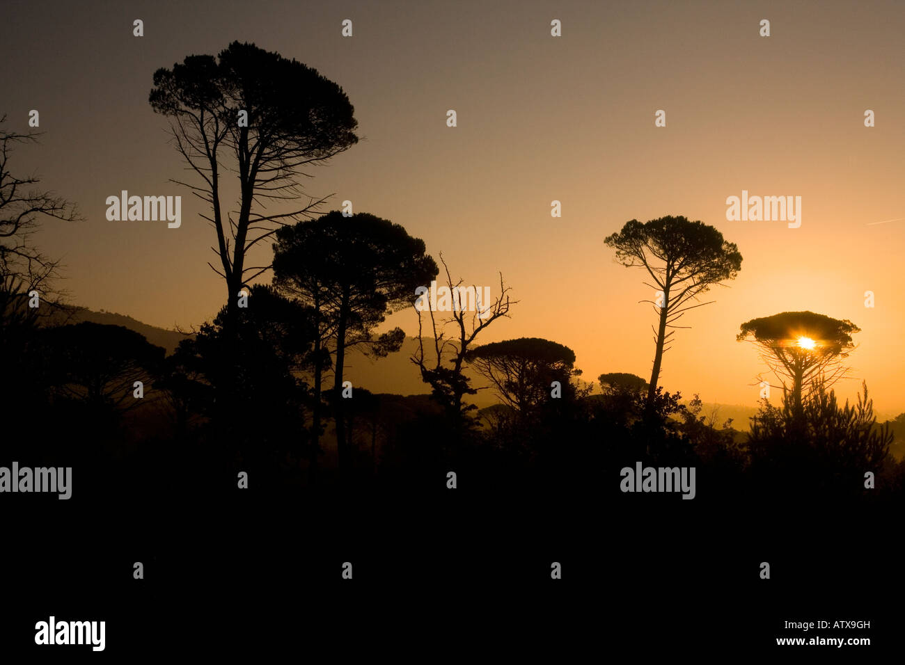 Regenschirm Kiefer (Pinus Pinea) Wald mit Peeling unten im Ribeirotte-Tal, Var, Provence, Frankreich Stockfoto