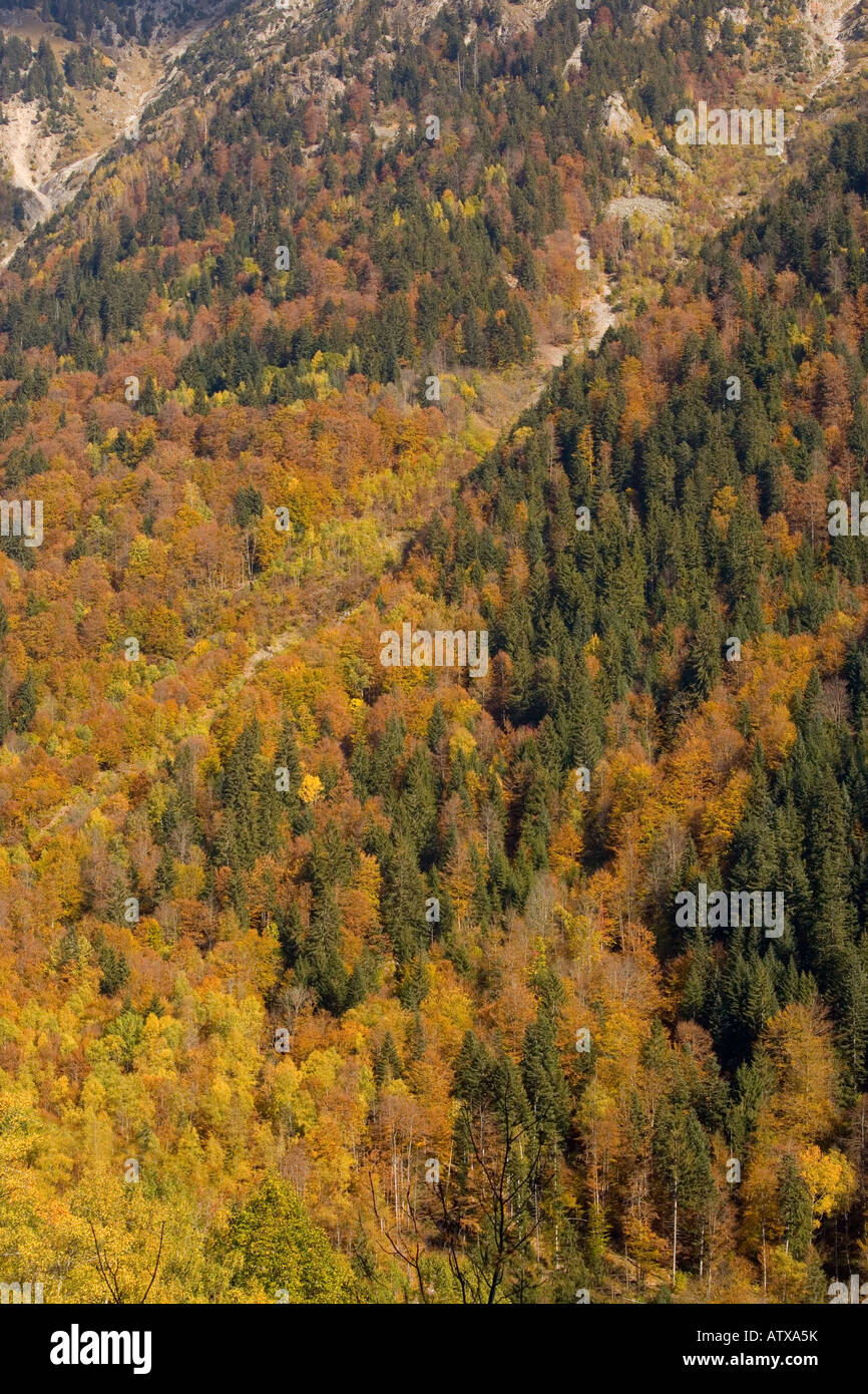 Gemischte Wälder von Buche, Fichte im Eau d' Olle Tal Chaine de Belledone Pre Alpin Bereich in der Nähe von Grenoble Süd-Ost Frankreich Stockfoto