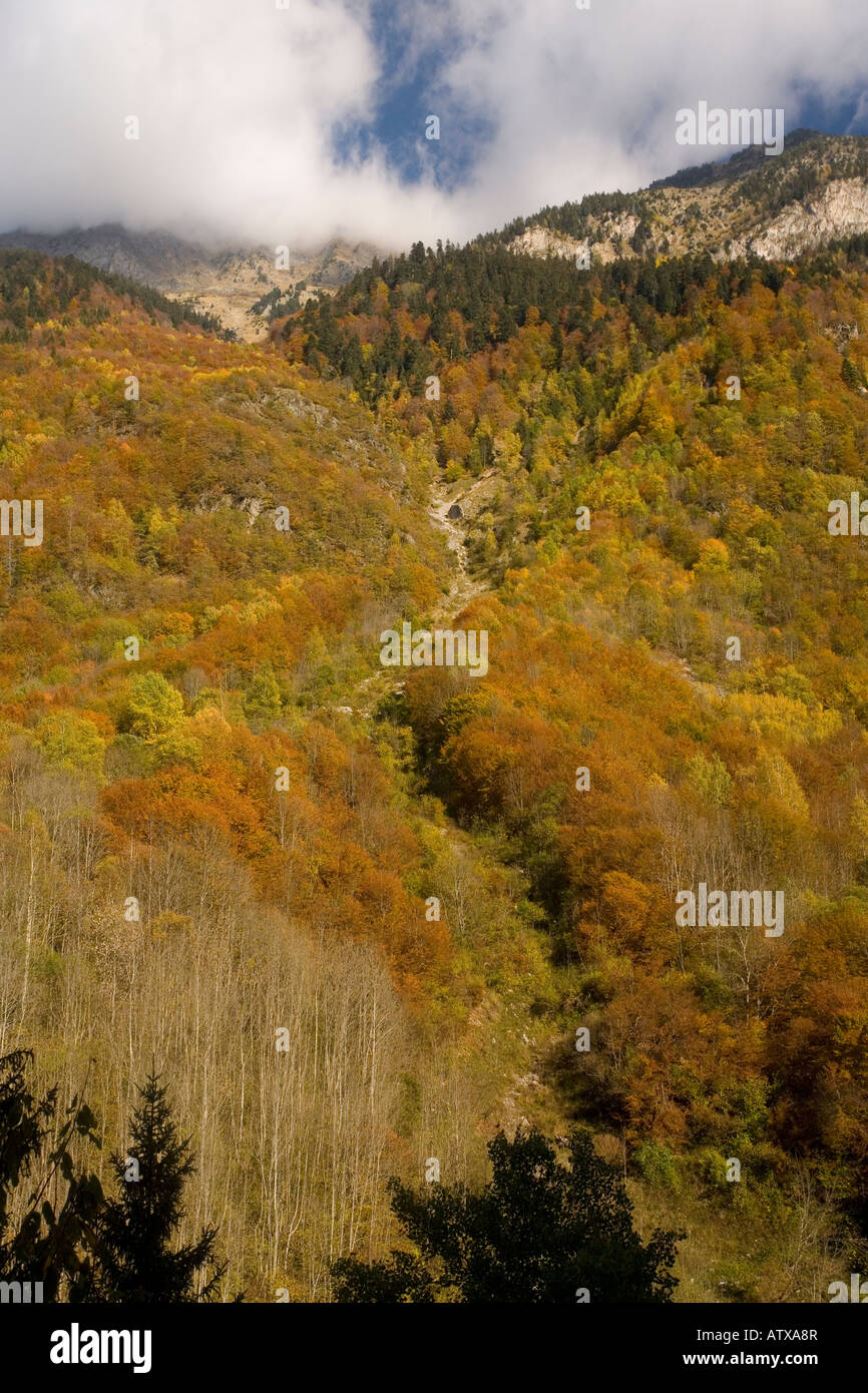 Gemischte Wälder von Buche, Fichte im Eau d' Olle Tal Chaine de Belledone Pre Alpin Bereich in der Nähe von Grenoble Süd-Ost Frankreich Stockfoto