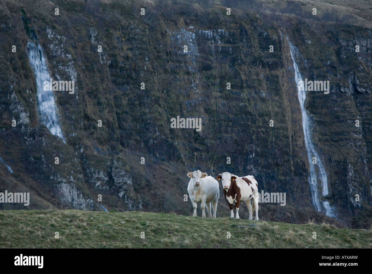 Rinder in hohe Weide mit gefrorenen Wasserfällen jenseits auf den Pas de Peyrol Herbst in die Vulkane d Auvergne Naturpark Frankreich Stockfoto