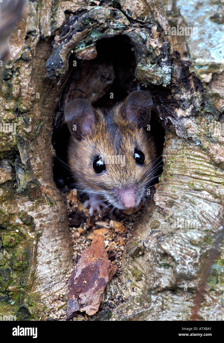 Nahaufnahme von einer Waldmaus peeping aus einem natürlichen Loch in eine Eberesche Stockfoto