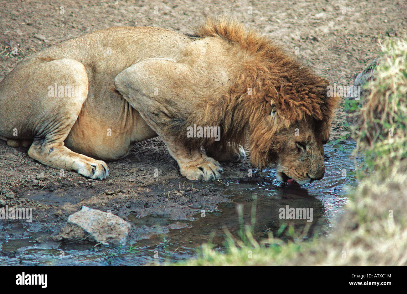 Männlicher Löwe mit großer Mähne und vollen Bauch trinken in einem kleinen pool-Masai Mara National Reserve Kenia in Ostafrika Stockfoto