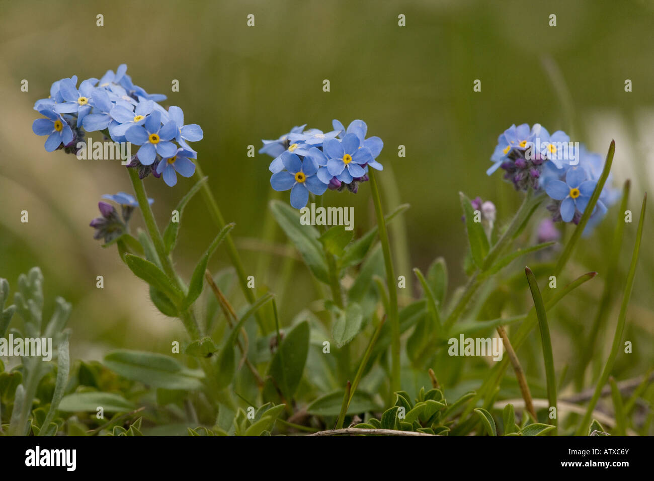 Alpine Vergiss mich nicht, Myosotis alpestris, in Blüte sehr selten in Großbritannien Stockfoto