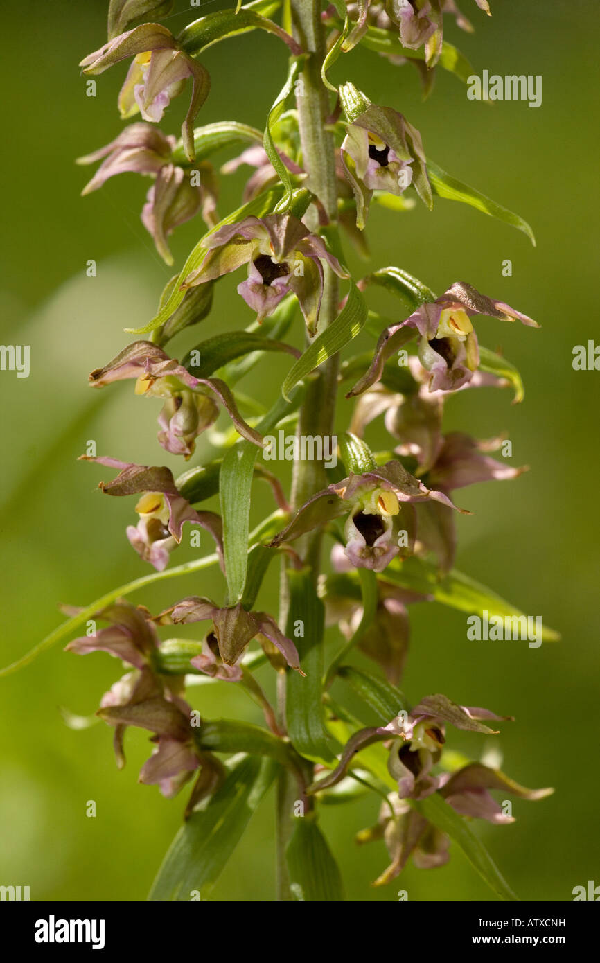 Breitblättrige Helleborine, Epipactis Helleborine, blühend Stockfoto