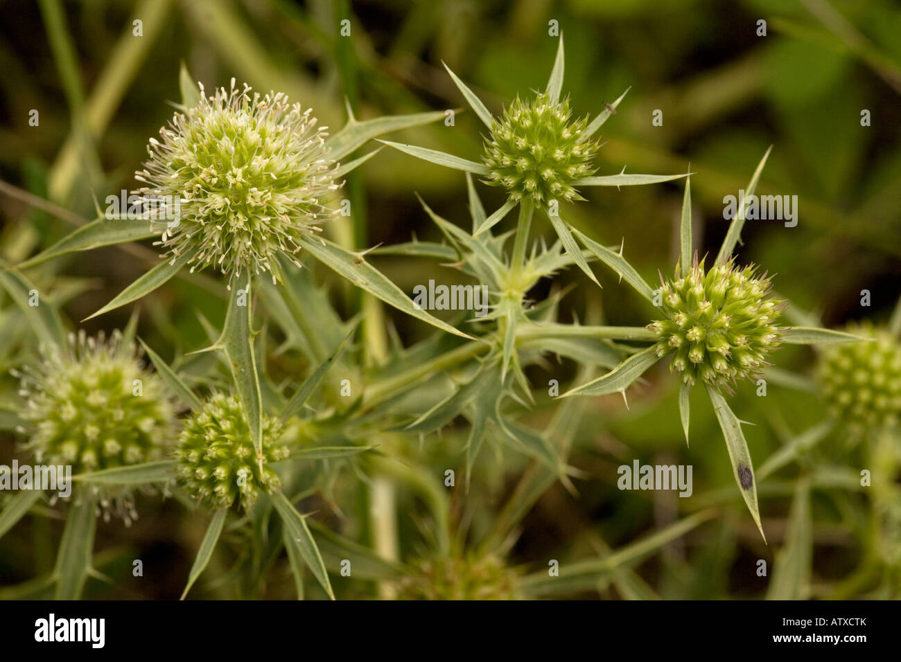 Feld Eryngo Eryngium Campestre sehr selten in UK Stockfotografie Alamy