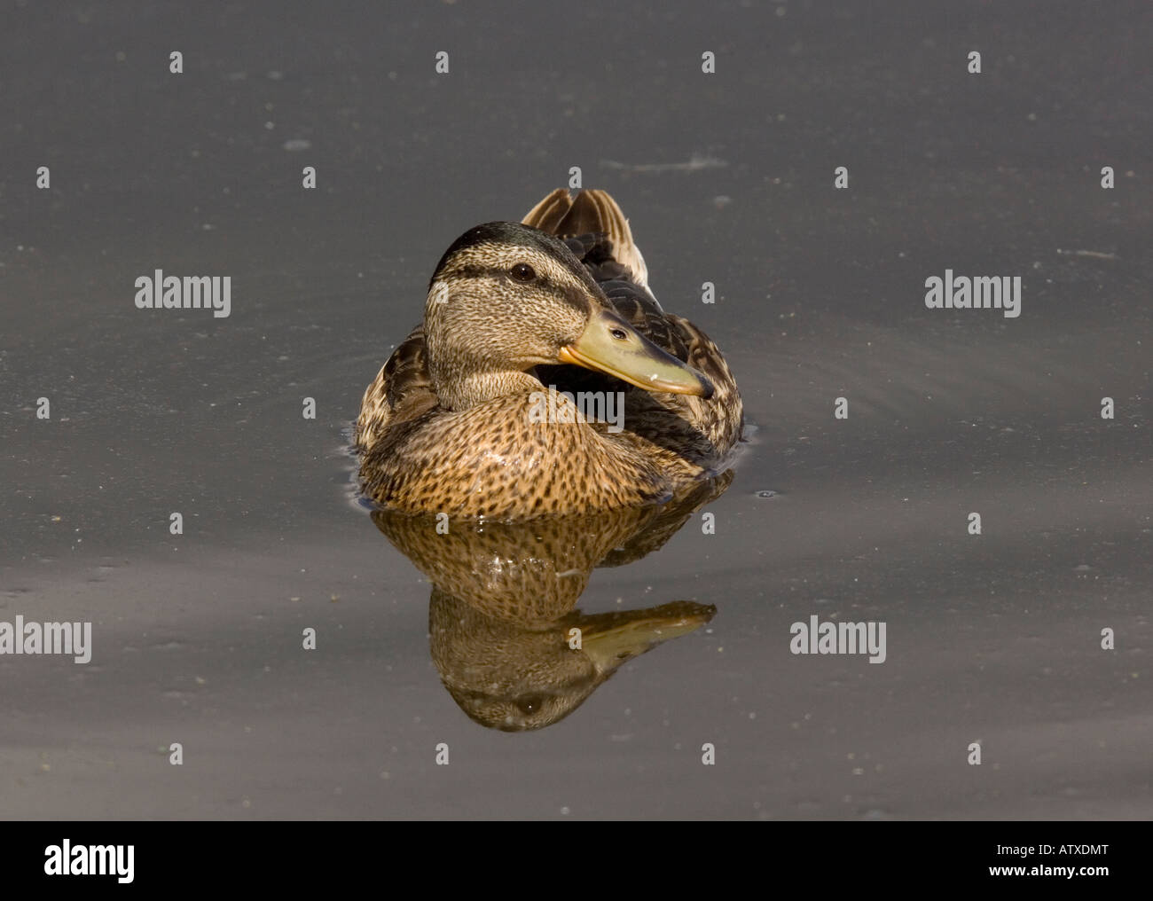 Weibliche Stockente (Anas Platyrhynchos) auf stilles Wasser Stockfoto