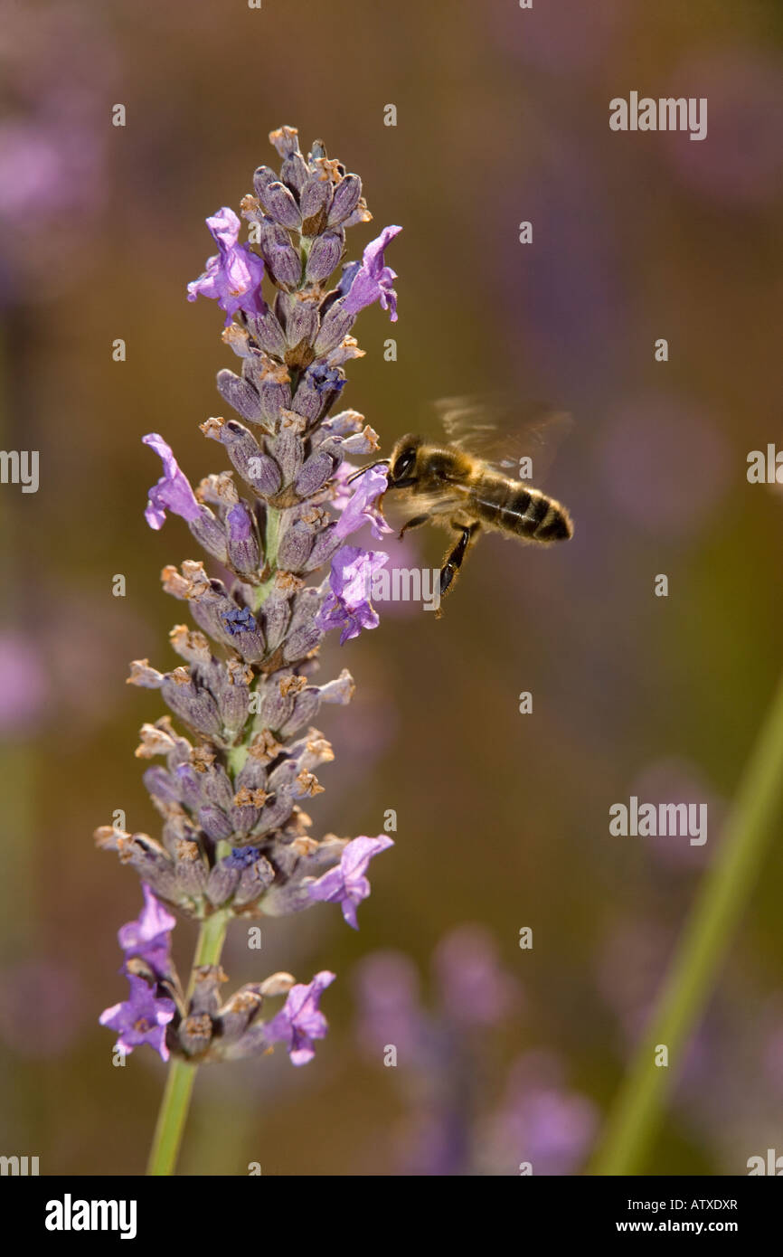 Honigbiene, APIs mellifera Besuch Lavendelblüten in Lavendelfeld Provence Stockfoto