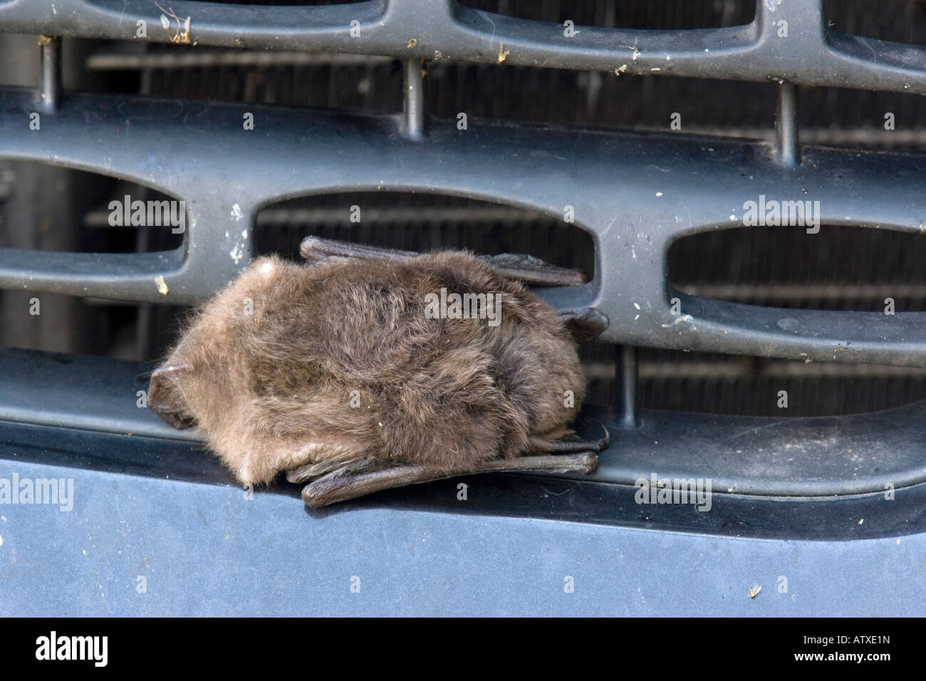 Fledermaus am Auto Kühler Südfrankreich getötet Stockfoto