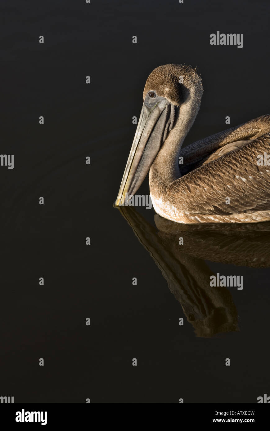 Schuss ein großes Florida Brown Pelican Kopf, wie es im Wasser, Schnabel wandte sich nach unten und in der Nähe von den Hals gleitet Stockfoto