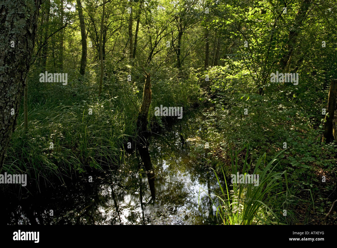 Naturschutzgebiet, Marais de Lavours, nördlich von Aix les Bains Frankreich Fen Moor und Wald Blick auf das Gebiet von Fen Stockfoto