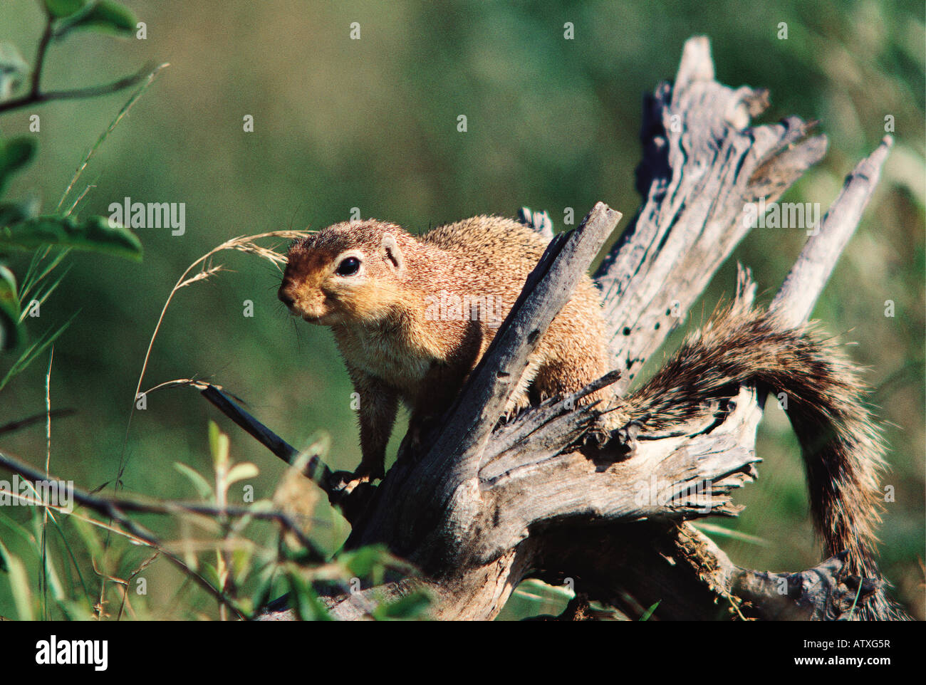 Ungestreifte Grundeichhörnchen thront auf einem Baumstamm Samburu National Reserve Kenia in Ostafrika Stockfoto