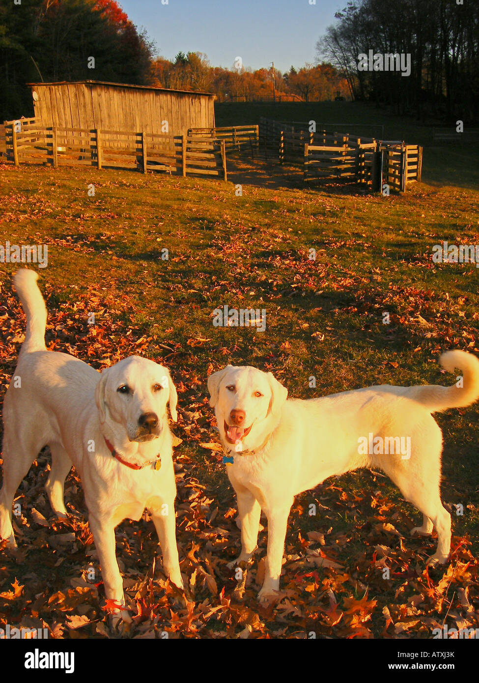 AJD59733, Hunde, anatolischen Hirten, Blue Ridge Parkway, Virginia, VA Stockfoto