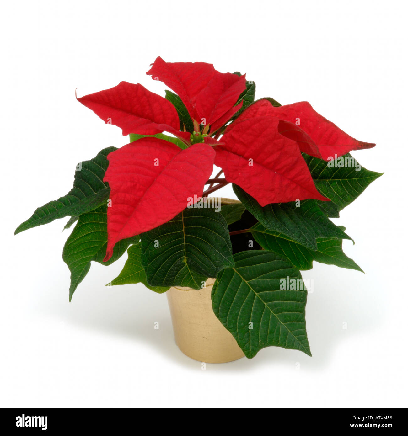 Rotes Laub Der Weihnachtsstern In Gold Topfpflanze