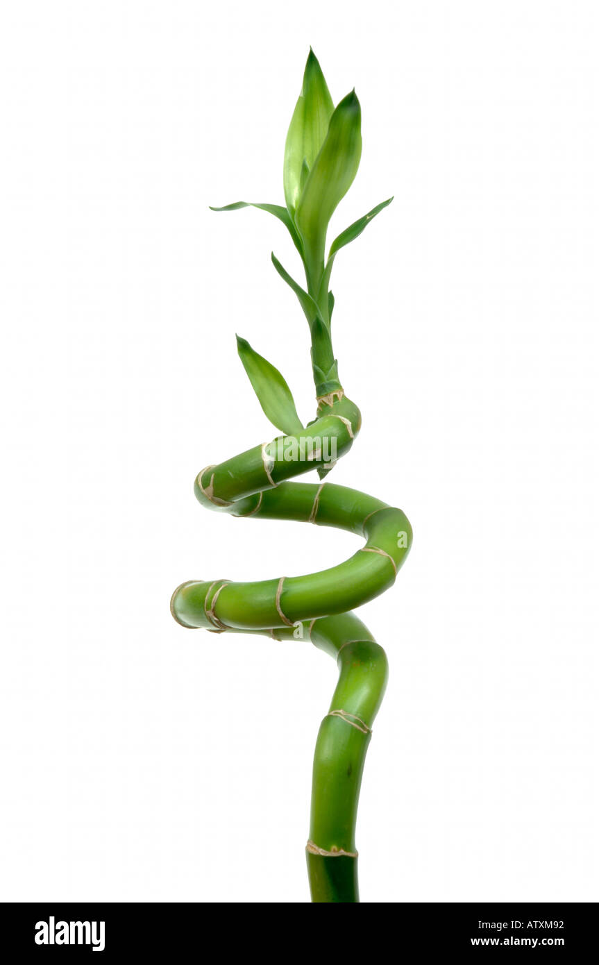 Bambuspflanze auf weißem Hintergrund Stockfoto